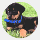 Buscar sobre rottweiler pegatinas Rottweilers