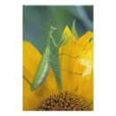 Buscar mantis religiosa posters Naturaleza