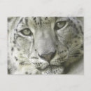 Buscar onza postales Felino