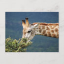 Buscar jirafa postales Naturaleza