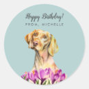 Buscar vizsla pegatinas Adorable
