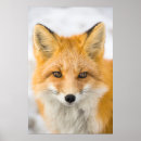 Buscar 2005 posters Animal