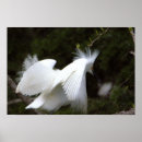 Buscar egrets fotografía Animales
