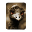 Buscar ostriches imanes Animales