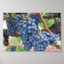 Buscar napa posters Vid
