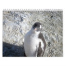 Buscar pingüinos calendarios La antártida