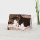 Buscar gatos felices del tarjetas de aniversario Gatito