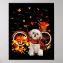Buscar shih tzu arte Diversión