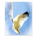 Buscar alza fotografía Pájaro