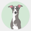 Buscar galgo pegatinas Para todos