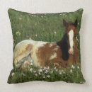 Buscar potro cojines Appaloosa