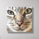 Buscar gato de tabby lienzos Gatito