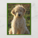 Buscar goldendoodle tarjetas Doodle dorado