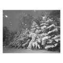 Buscar árboles de hoja perenne posters Fotografía