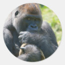 Buscar gorila del silverback pegatinas Primate