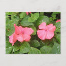 Buscar rosas hermosos postales Fotografía