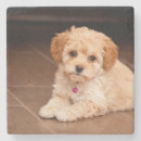 Buscar perro maltés posavasos Maltipoo