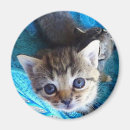 Buscar gatito del tabby imanes Gatos