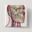 Buscar cabeza humana chapas Parte