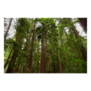 Buscar mulas posters Bosque de mulas