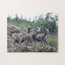 Buscar rocas puzzles Animal