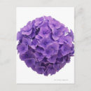 Buscar hydrangea purpura postales Flor
