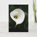 Buscar estambre Planta