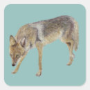 Buscar coyote pegatinas Naturaleza