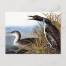 Buscar audubon Más grande