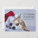 Buscar chihuahuas fotografía Navidad
