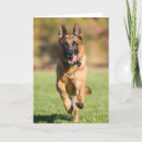 Buscar pastor alemán tarjetas Lindo