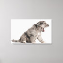 Buscar perrito lienzos Perros