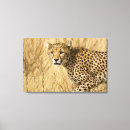 Buscar jaguar animal lienzos Vida silvestre