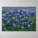 Buscar bluebonnets posters Wildflower