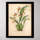 Buscar orquídea púrpura posters Flores