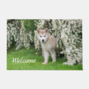 Buscar del malamute Para ella