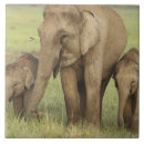 Buscar elefante indio azulejos En peligro