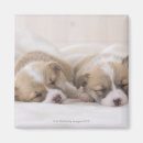 Buscar para dormir imanes Animales