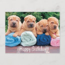 Buscar perro chino Shar pei