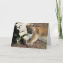 Buscar panthera tarjetas Animal