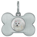 Buscar perro maltés mascotas Blanco