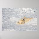 Buscar oso polar posters Canadiense