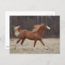 Buscar pintura del caballo postales Animal