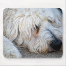 Buscar goldendoodle alfombrillas de raton Doodle dorado