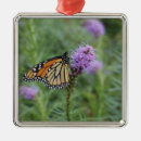 Buscar mariposa monarca adornos Mariposas de monarca
