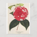 Buscar camelias postales Para todos