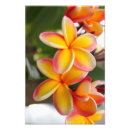 Buscar plumeria fotografía Paraíso