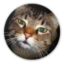 Buscar gato de tabby Maullido