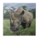 Buscar rinoceronte azulejos Animales salvajes