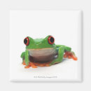 Buscar observado imanes Reptiles